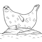 Oskar Whiskers the seal colouring picture